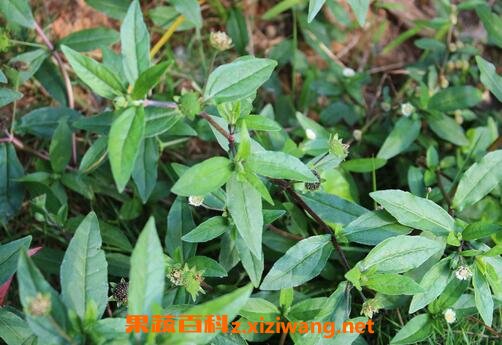 ī�����Ĺ�Ч������