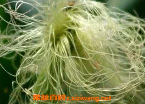 ��Ҷ�����빦Ч������