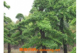 ��������ֳ������ע������