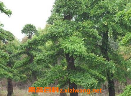 ��������ֳ������ע������