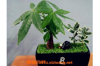 �����������ֳ ��������ֳ��ע������