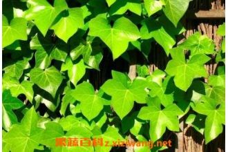 �����ٵ���ֳ������ע������