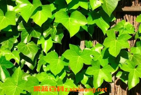 �����ٵ���ֳ������ע������