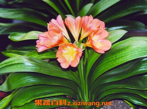 ����������ֳ������ע���¶�