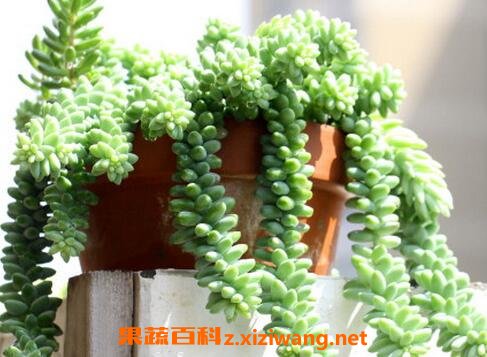 ����������ֳ������ע������