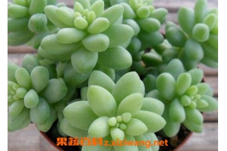 ����������� ����������ֳ����