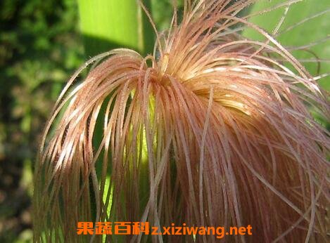 ������Ĺ�Ч������