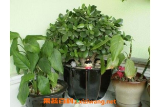 ���������ֳ ��������ֳ������ע������