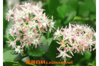 ����������ֳ������ע������