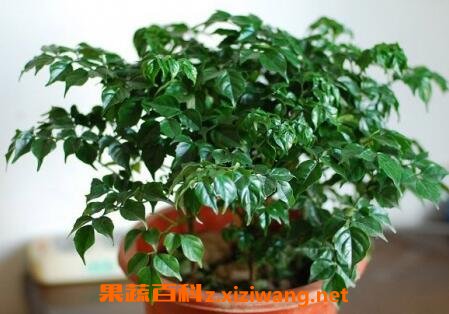  ��Ů������ֳ������ע������