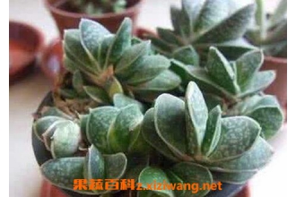 Ԫ���������ֳ Ԫ��������ֳ����