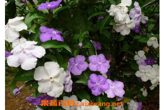 ԧ���������ֳ������ע������