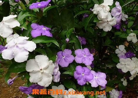 ԧ���������ֳ������ע������