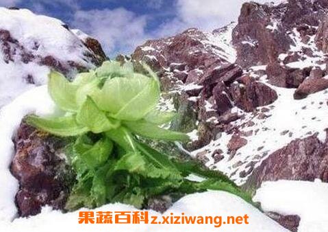 ѩ�����Ĺ�Ч�����ü�ʳ�÷���