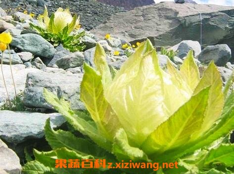 ѩ�����Ĺ�Ч�����ü�����