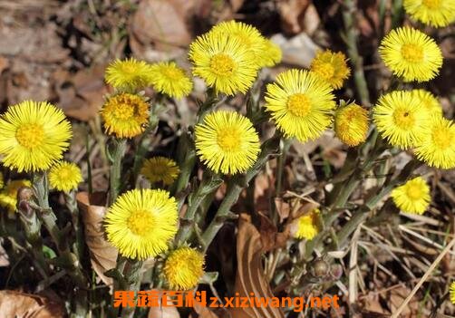 ����Ĺ�Ч������