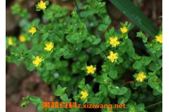 ����ƵĹ�Ч������ ����Ƶ�ʳ�÷���������