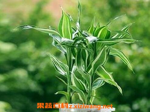 ���������ֳ������ע������