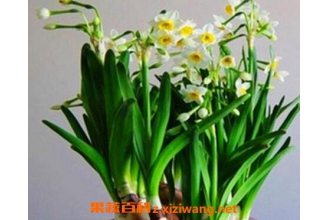 ˮ�ɻ�����ֳ������ע������