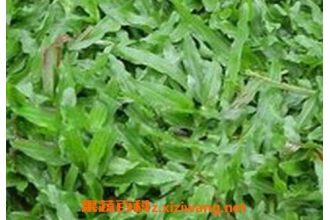 �Ͳݸ��Ĺ�Ч������ �Ͳݸ���ҩ�ü�ֵ