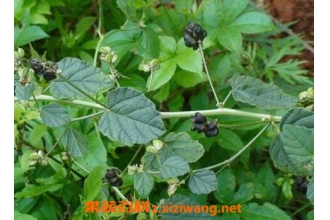 ����֬�Ĺ�Ч������ ����֬��ʳ�÷���������