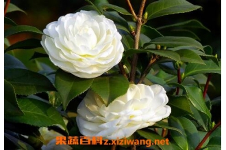 Ұ��ɽ�軨����ֳ������ע������