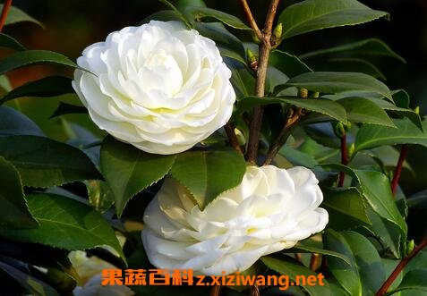 Ұ��ɽ�軨����ֳ������ע������