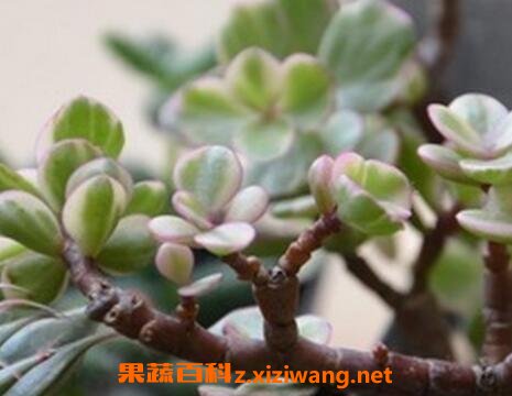 ����֮�����ֳ������ע������