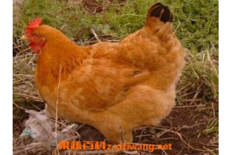 ĸ����Ĺ�Ч������ ��ĸ����ĺô�