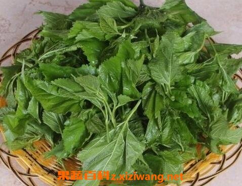 ɣҶ����ʲô������