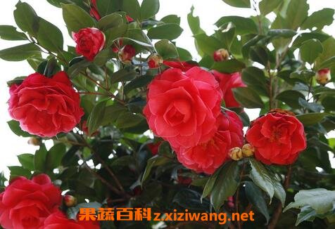 ������ɽ�軨��ֳ����