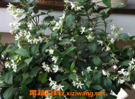 ��˿�������ֳ����