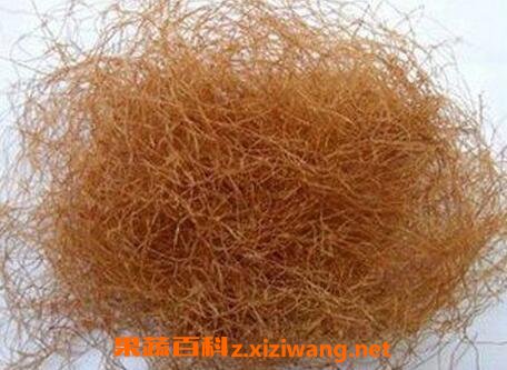 ��������ν�Ѫ��