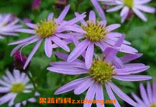 ��Է�Ĺ�Ч������