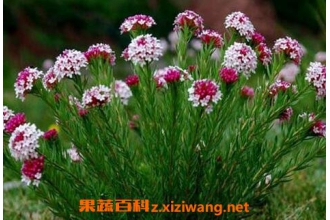 �Ƕ��Ĺ�Ч������ �Ƕ��Ľ��ɼ�������