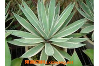 ��������������ֳ������ע������