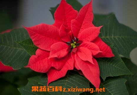 һƷ�����ֳ������ע������