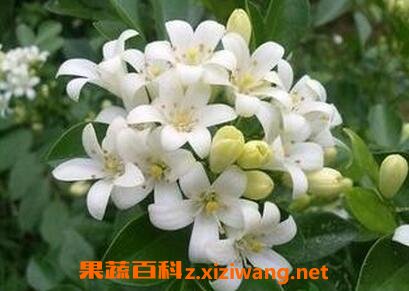 ҹ�����������ֳ����