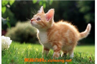 è���Ӫ����ֵ�빦Ч������