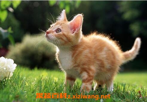 è���Ӫ����ֵ�빦Ч������