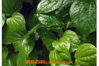 «�ӵĹ�Ч������ «�ӵ�ҩ�ü�ֵ