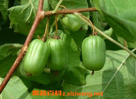 �����ӵ�Ӫ����ֵ