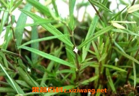 白花蛇舌草的功效与作用及食用方法 中药知识 做法 功效与作用 营养价值www Asqxzs Com 白花蛇舌草的功效与作用及食用方法 中药知识 做法 功效与作用 营养价值www Asqxzs Com