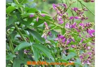 �����ٵ�ҩ�ü�ֵ �����ٵĹ�Ч������