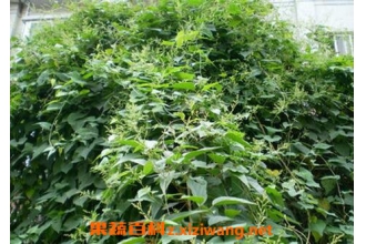 ҹ���ٵ������빦Ч ҹ���ٵ�ҩ�ü�ֵ