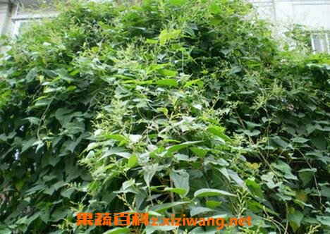 ҹ���ٵ������빦Ч