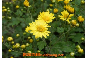 Ұ�ջ��ٵĹ�Ч������ Ұ�ջ��ٵ�ҩ�ü�ֵ