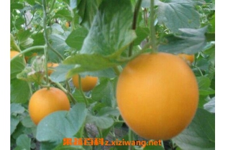 ���۹ϵ�Ӫ����ֵ ���۹ϵĹ�Ч������