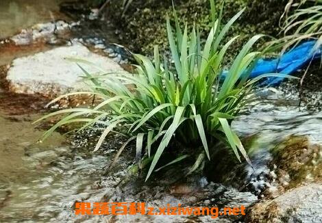 石菖蒲的功效与作用
