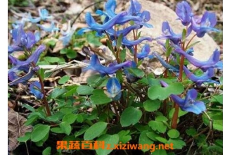 �Ӻ����Ĺ�Ч�����ü�����
